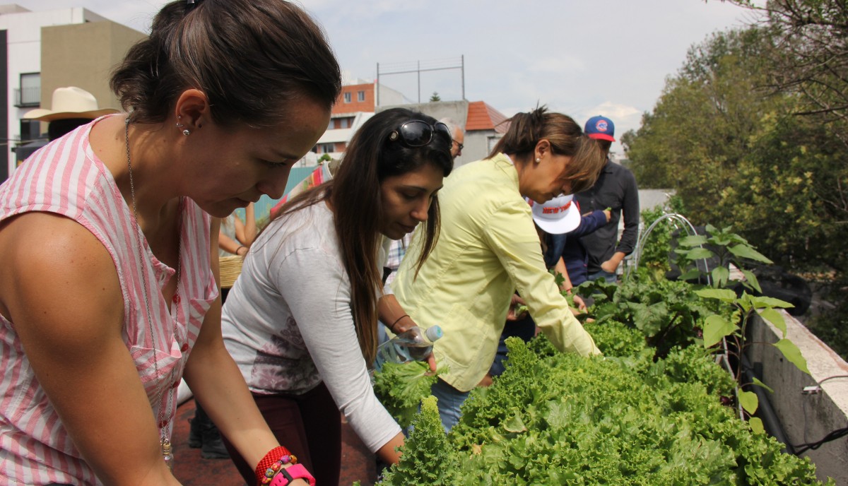Huerta en casa